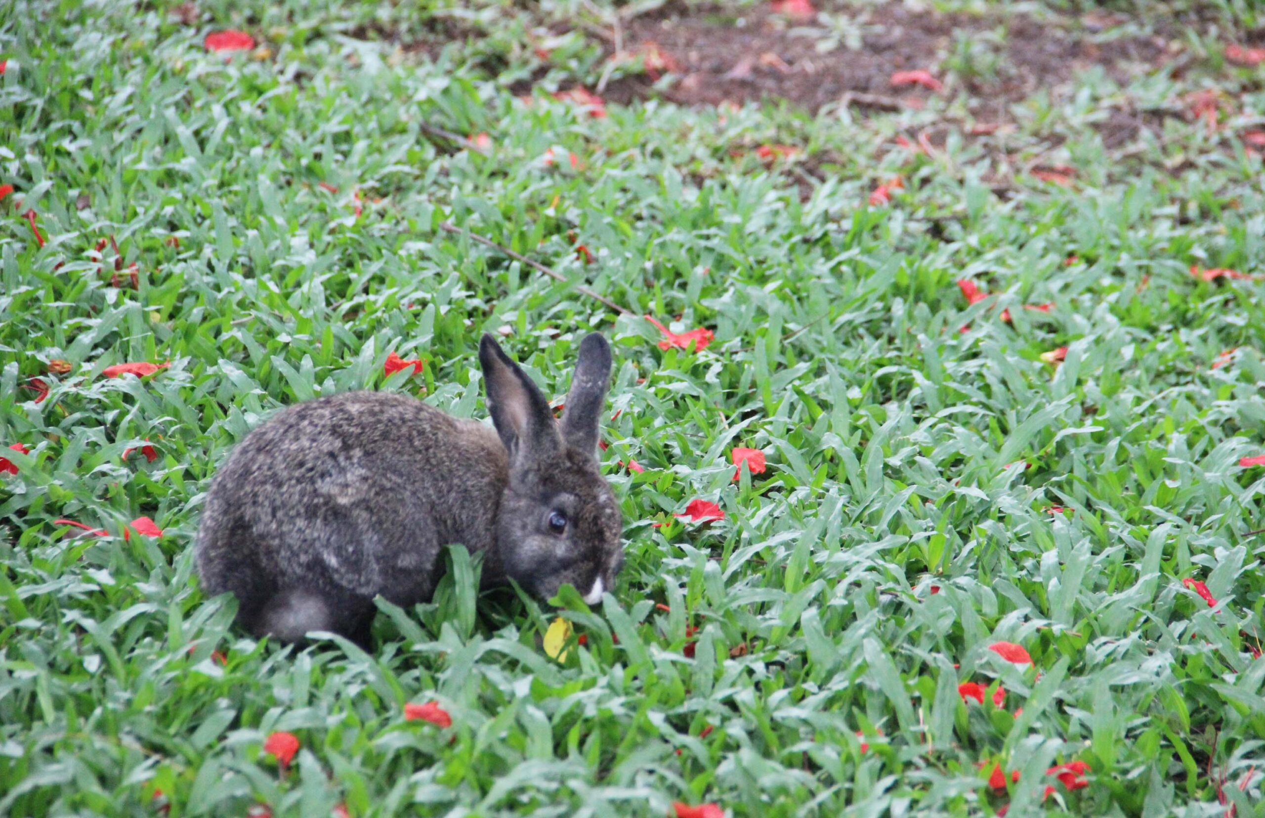 residencial-para-idosos-garden-ville-sp-bosque-privativo-coelhos
